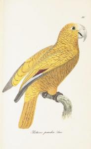 BREHM Christian Ludwig,Monographie der Papagaien oder vollstaendige Natur,Christie's 2007-11-14