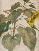 BRETZ Julius 1870-1953,Sunflower,1904,Shapiro Auctions US 2019-07-13