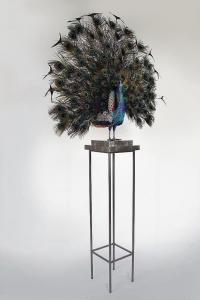 BRINKERHOFF Clarita 1966,Homage to Hera, Indian Blue Open Peacock,2014,FAAM Miami US 2015-05-30