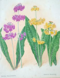 BRITISH SCHOOL,19/2th century- 'Primula Pulverulenta; watercolour,Rosebery's GB 2006-02-14