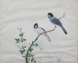 BRITISH SCHOOL,Ornithological study of two finches,1800,Morphets GB 2018-03-01
