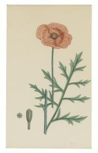 BRITISH SCHOOL,Papaver Hortense, Common Garden Poppy,Sotheby's GB 2014-10-28