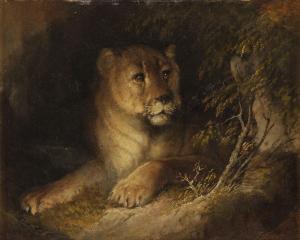 BRITISH SCHOOL,Study of a recumbent lioness,Dreweatt-Neate GB 2012-02-15