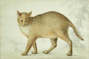 BRITISH SCHOOL,Study of a wild cat,18th Century,Cheffins GB 2016-11-30