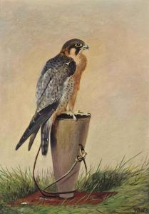 BRODERICK William 1814-1888,A red naped shaheen falcon,1878,Christie's GB 2014-12-10