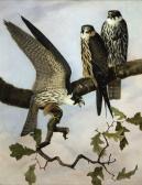 BRODERICK William 1814-1888,Three Hobbies on a Branch,Copley US 2017-07-27