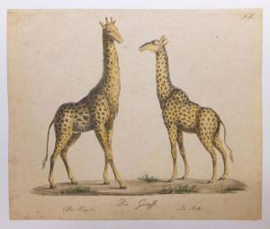 BRODTMANN Joseph 1787-1862,Die Giraffe,1816,Eric Caudron FR 2020-05-25