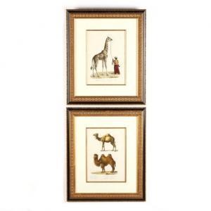 BRODTMANN Joseph,Two Prints with Llamas and a Giraffe,19th century,Leland Little 2020-01-04