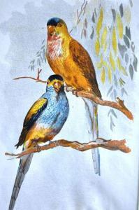 BROINOWSKI Gracius Joseph 1837-1913,Bird Studies,Theodore Bruce AU 2015-03-25