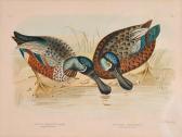 BROINOWSKI Gracius Joseph 1837-1913,Whistling Tree duck,Elder Fine Art AU 2020-07-07