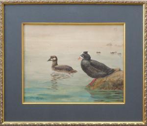 BROOKS Allan,pair of scoters in the foreground, with other flyi,1913,Guyette & Schmidt 2024-02-10