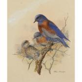 BROOKS Allan 1869-1946,WESTERN BLUEBIRDS,1912,Joyner CA 2009-09-21
