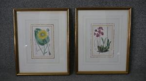 BROOKS Vincent 1814-1885,two botanical studies,19th century,Criterion GB 2022-09-07