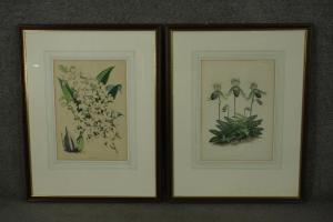 BROOKS Vincent 1814-1885,two orchid species,19th century,Criterion GB 2022-09-07