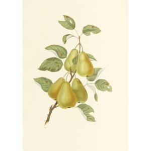 BROOKSHAW George 1751-1823,Groups of Fruit,1819,Sotheby's GB 2011-05-10