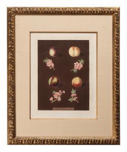BROOKSHAW George 1751-1823,Nectarines, Plate XXXVIII,Hindman US 2022-05-05