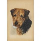 BROWN K.C 1937-1962,portrait of a terrier,Eastbourne GB 2017-03-04