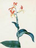 BROWN Peter 1758-1799,A Lily in Flower,William Doyle US 2023-05-24
