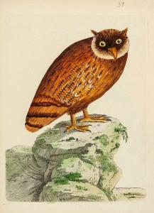 BROWN Peter 1758-1799,Nouvelles Illustrations de Zoologie,Dreweatts GB 2014-02-27