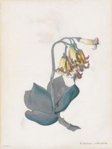 BROWN Peter 1758-1799,Study of red-edged pig's ear, cotyledon orbiculata,Christie's GB 2019-07-02