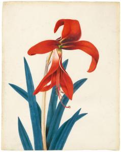 BROWN Peter 1758-1799,Twelve botanical studies of exotic plants, includi,Christie's GB 2020-07-27