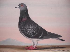 BROWNE J 1780,Enfield Lass (racing pigeon),Bonhams GB 2010-11-11