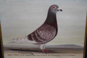 BROWNE J 1800-1900,portrait of a racing pigeon,Lawrences of Bletchingley GB 2020-10-23