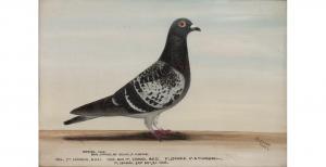 BROWNE J 1800-1900,Portrait of a racing pigeon,Mallams GB 2021-03-10