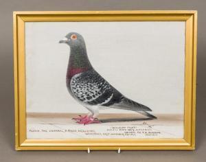 BROWNE J 1800-1900,Walkley Pilot, Racing Pigeon, standing ,20th century,Rowley Fine Art Auctioneers 2019-06-01