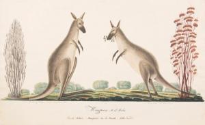 BROWNE Richard 1776-1824,Deux kangourous,Baron Ribeyre & Associés FR 2017-11-22