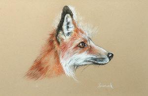 Brumwell Amanda,Study of a Fox,Shapes Auctioneers & Valuers GB 2007-08-04