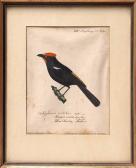 BUCHNER Georg Paul 1779-1833,Darstellungen des Haubenlaufvogels bzw,Bloss DE 2017-03-20