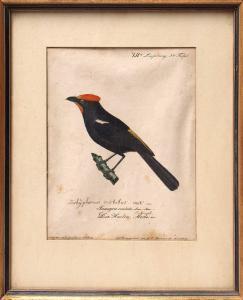 BUCHNER Georg Paul 1779-1833,Darstellungen des Haubenlaufvogels bzw. des graugr,Bloss DE 2015-10-05