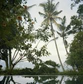 buesing nina,Morning Fog Lifting in Bali,2007,Daniel Cooney Fine Art US 2009-01-21