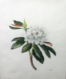 BULL TEILMAN Gunvor,Rhododendron sphaeroblastum,1978,Bellmans Fine Art Auctioneers 2018-06-19
