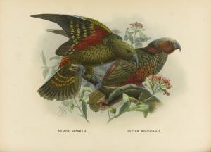 BULLER Walter,A HISTORY OF THE BIRDS OF NEW ZEALAND,1873,Sotheby's GB 2014-11-04