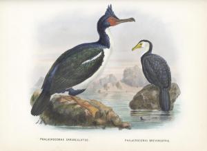 BULLER Walter,A History of the Birds of New Zealand,Bonhams GB 2013-06-19