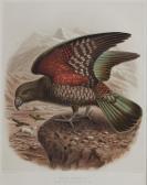 BULLER Walter,Kea Parrot, from "A History of NZ Birds",1873,Webb's NZ 2023-01-18