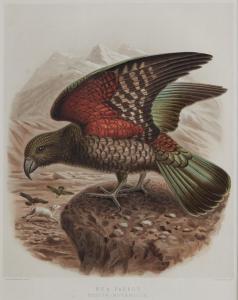 BULLER Walter,Kea Parrot, from "A History of NZ Birds",1873,Webb's NZ 2023-01-18