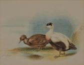 BUMKIN George 1900-1900,Pair of ducks on an island,Shapes Auctioneers & Valuers GB 2010-05-01