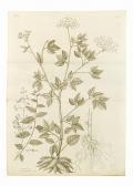 BURMANNUS NICOLAUS LAURENTIUS,Flora Indica: cui accedit series zoophytorum indi,Sotheby's 2007-10-26
