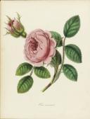BURNETT Mary Ann,PLANTAE UTILITORES,1842,Sotheby's GB 2014-11-04