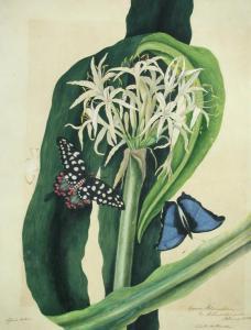 Bury Susan Priscilla,Crinum Pedunculatum with Papilio Antenor,Cheffins GB 2016-03-09