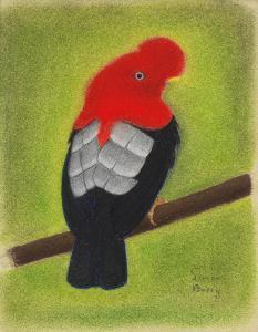 BUSSY Simon Albert 1869-1954,Andean Cock-of-the-Rock,Bonhams GB 2024-04-18