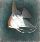 BUSSY Simon Albert 1869-1954,Angel Fish,Bonhams GB 2023-03-22