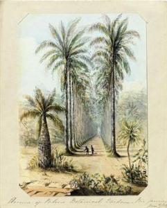 BUTT J.H 1800-1800,Avenue of Palms Botanical Gardens - Rio de Janeiro,Christie's GB 2010-09-23