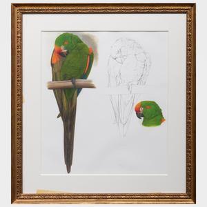 BUTTERWORTH Elizabeth 1949,Red Cheeked Macaw,1987,Stair Galleries US 2022-01-27