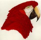 BUTTERWORTH Elizabeth 1949,Scarlet Macaw,Rosebery's GB 2017-05-06