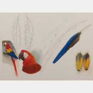 BUTTERWORTH Elizabeth 1949,Scarlet Macaw, Cuban Macaw & Feathers of Scarlet M,Hindman US 2022-06-10