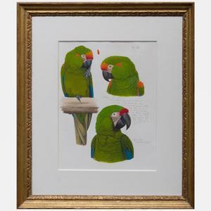 BUTTERWORTH Elizabeth 1949,Sketches of a Red Cheeked Macaw and Military M,1988,Stair Galleries 2022-01-27